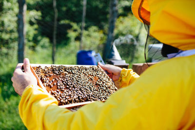 Close-up of bee on man holding yellow flower