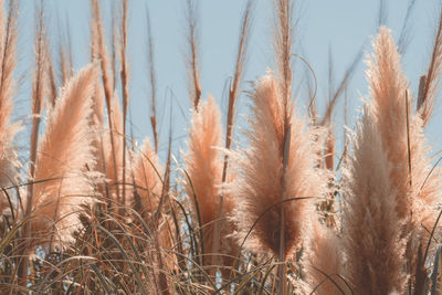 Close-up of stalks in field against sky