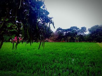 Trees on grassy field