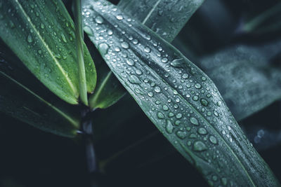 Close-up of wet plant leaves during rainy season