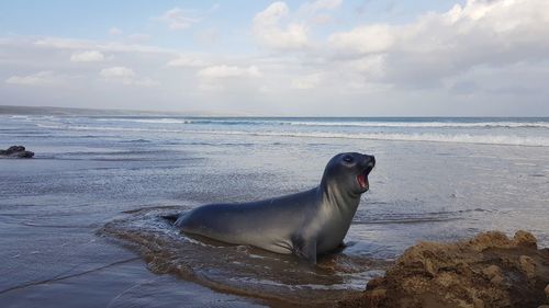 Dog on beach