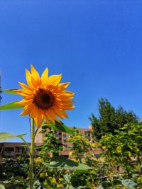 Close-up of yellow flowering plant against blue sky