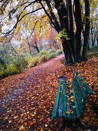 Sunlight falling on bench in park during autumn