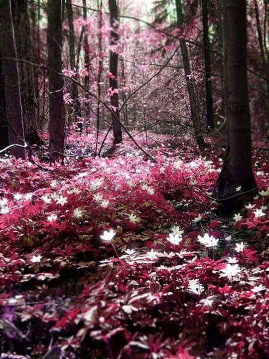 tree, growth, flower, tree trunk, beauty in nature, nature, forest, branch, tranquility, pink color, tranquil scene, freshness, fragility, blossom, season, scenics, outdoors, woodland, no people, day