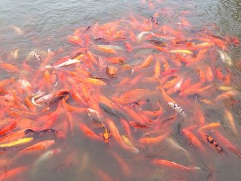 High angle view of koi carps swimming in pond