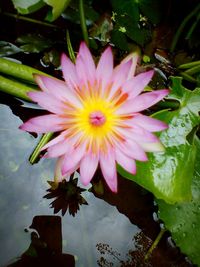 Lotus water lily in pond