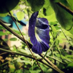 Close-up of purple flowers