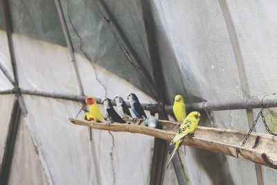View of bird perching on metal wall