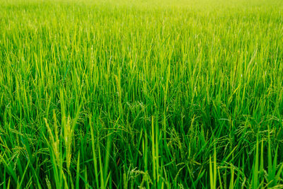 Full frame shot of crops growing on field