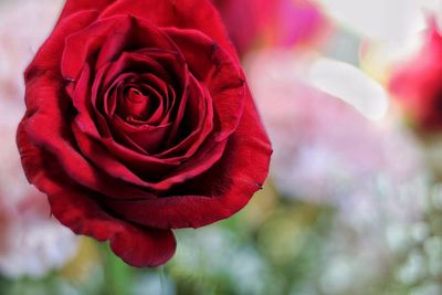 Close-up of red rose