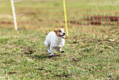 Dog running straight on camera and chasing coursing lure on green field