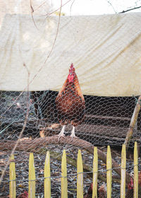 High angle view of rooster in cage