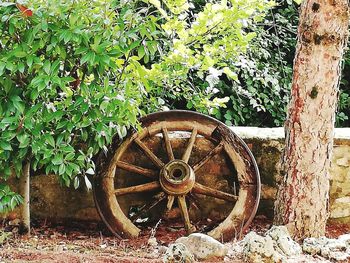 Old rusty wheel on tree