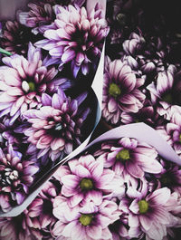 Close-up of pink dahlia flowers