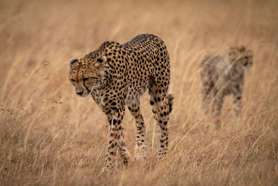 Cheetah family walking on grassy field 