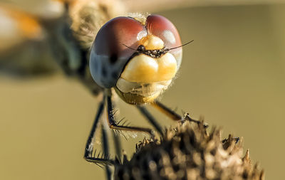 Close-up of insect