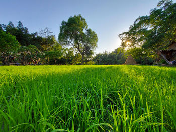 Scenic view of agricultural field against sky