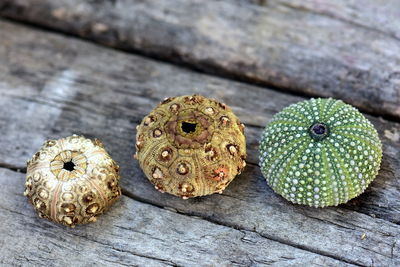 High angle view of sea shells on table