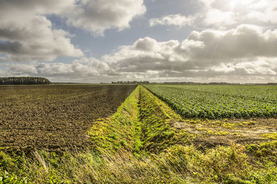 Scenic view of agricultural field against sky