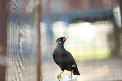 Close-up of bird perching in cage