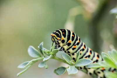 Close-up of insect on plant