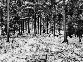 Trees in forest during winter