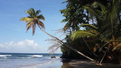 Palm tree by sea against sky