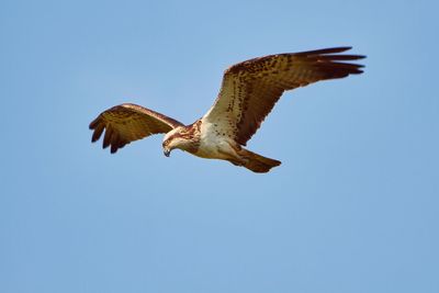 Low angle view of eagle flying against clear blue sky