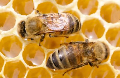Close-up of bee on flower
