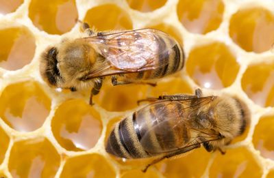 Close-up of bee on beehive