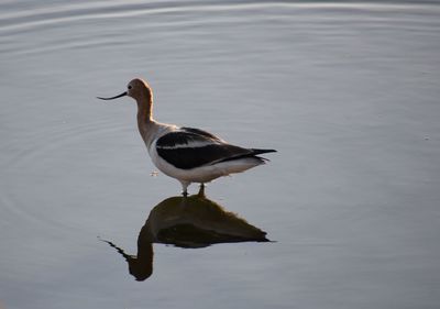 High angle view of bird in lake