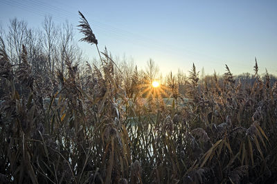 View of stalks in field against clear sky