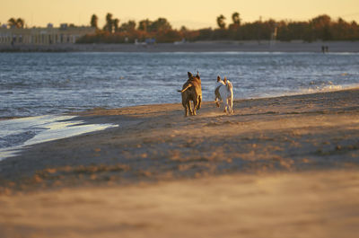 People with dog on beach