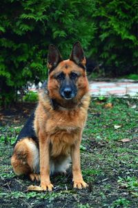 Portrait of a dog on a field