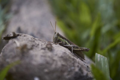 Close-up of insect
