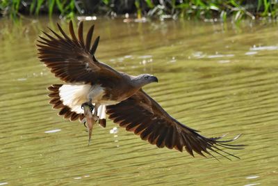 The fish eagle shows its catch