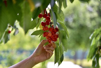 Cropped hand holding strawberry plant
