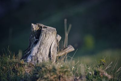 Close-up of damaged tree stump on field