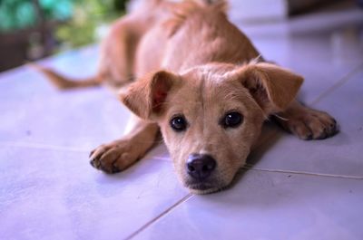 Portrait of dog relaxing on floor