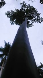 Low angle view of trees against sky