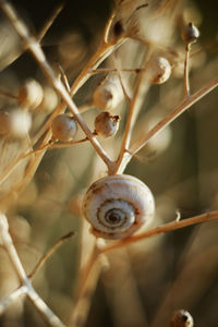 Close-up of snake on plant