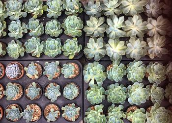 Full frame shot of potted cactus plants for sale at market stall
