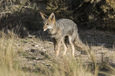 Portrait of fox on field