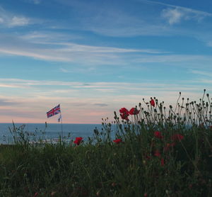 Wildflowers on beach