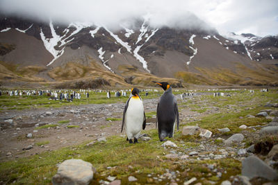 Penguins on grassy field against snowcapped mountain