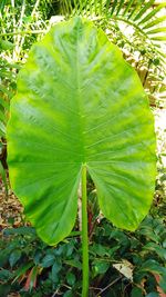 Close-up of green leaf