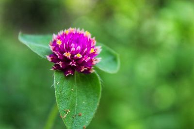 Close-up of pink flowering plant