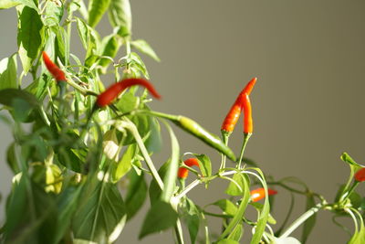 Close-up of red chili peppers on plant