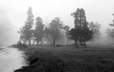 Trees in foggy weather