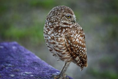 Close-up of owl perching on wall